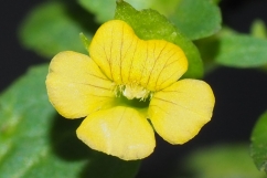 Front view of the flower of <i>Mecardonia procumbens</i> (Yellow-flowered Waterhyssop) photo